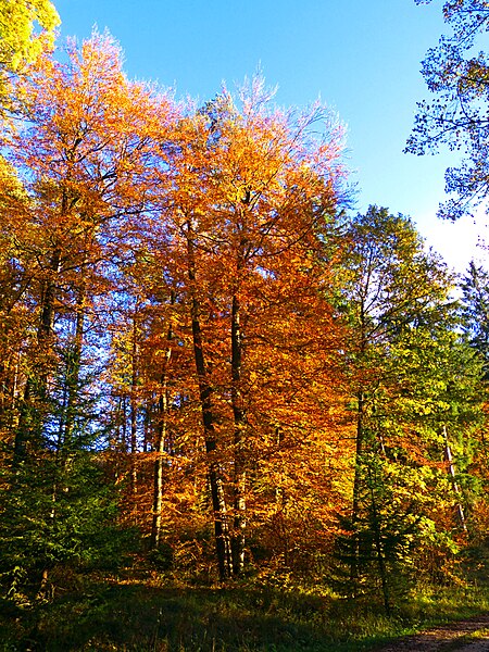 File:Autumn - panoramio (56).jpg