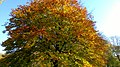 Autumn in Whitworth Park - panoramio.jpg