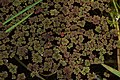 Azolla caroliniana