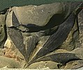 Ginkgoites-sukuun luokiteltu syvään liuskoittunut lehti fossiilina.