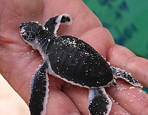 Baby Chelonia mydas 20060319.jpg