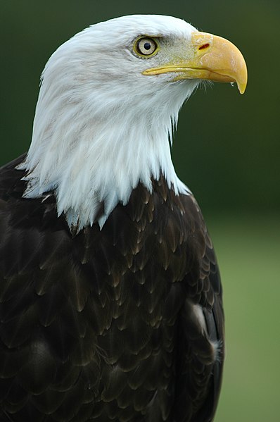 File:Bald Eagle - "Helga".jpg