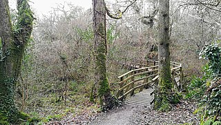 <span class="mw-page-title-main">Ballyarr Wood</span> Nature reserve in County Donegal, Ireland