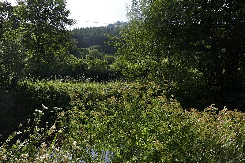 File:Bannau Brycheiniog Conifers.jpg