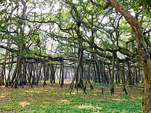 Guinness World Records holder, this 250 years old banyan tree with 3616 prop roots is spread across 1.6 Hectares Banyan Tree Botanical Garden.jpg