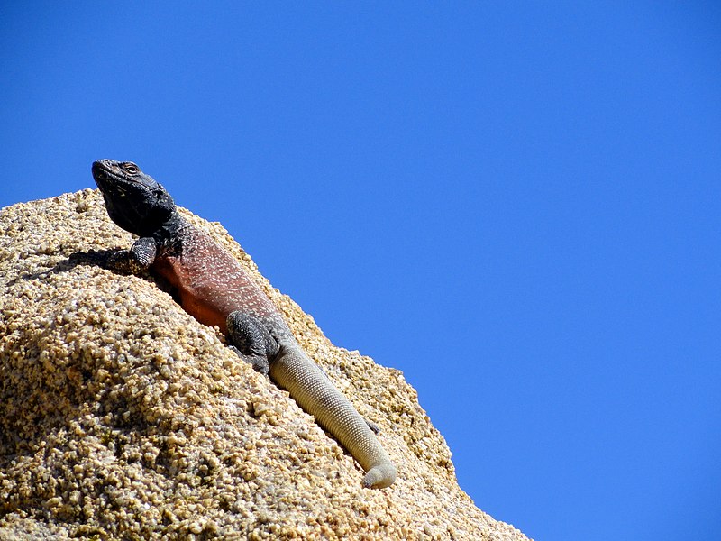 File:Basking Chuckwalla.jpg