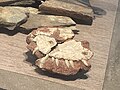 Thumbnail for Dimetrodon borealis