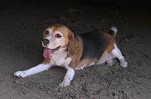 Beagle1.jpg