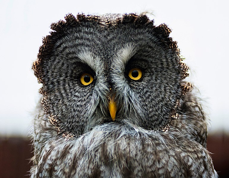 File:Beautiful Great Grey Owl (12056949145).jpg