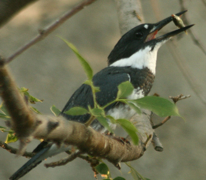File:Belted Kingfisher eating fish in Alhambra Creek 2009.jpg