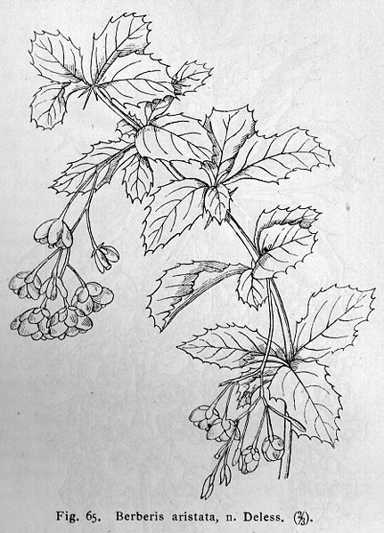 File:Berberis aristata drawing.jpg