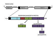 This diagram depicts the formation of b-endorphin from the proopiomelanocortin gene in the pituitary gland. Portions of the second and third exon of this gene make up the proopiomelanocortin protein. The cleavage of the C-terminal end of this protein produces b-lipotropin, which is then cleaved again to form b-endorphin. The proopiomelanocortin protein is also a precursor to other neuropeptides and hormones, such as adrenocorticotropic hormone. Beta Endorphin- Gene to Product Formation Diagram.jpg