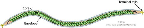 Figure 1. Structure of Betalipothrixvirus species including zipper-like array of DNA-associated protein subunits (SIB). Betalipothrixvirus virion.jpg