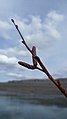 Betula occidentalis along the Columbia River, Colockum Wildlife Area, Chelan County Washington