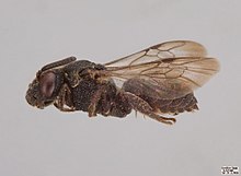 Biastes brevicornis male.jpg