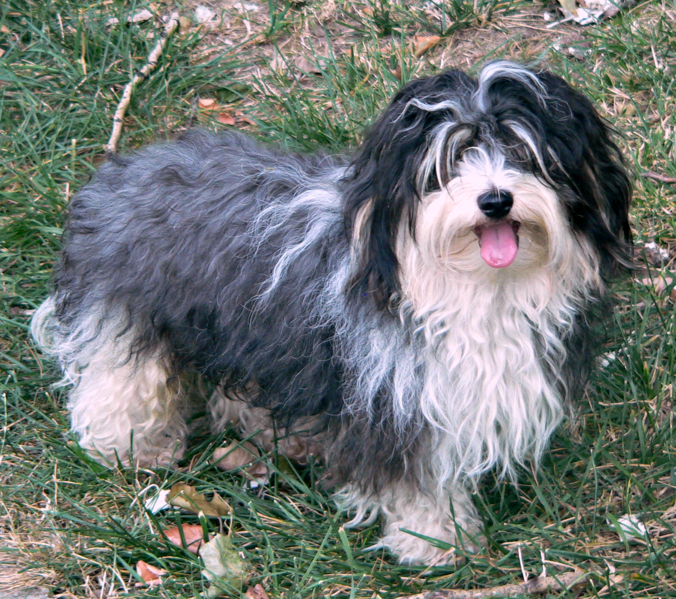 File:Bichon Havanese Yoyo.png