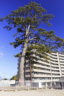 Big Japanese Black Pine in Josho-ji Temple, Wakabayashi-nishi-machi Toyota 2019.jpg