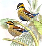 Dipinto di due uccelli con teste a strisce gialle e nere, dorso marrone e parti inferiori gialle barrate di nero, appollaiati su rami