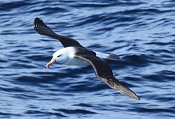 Black-browed Albatross flying over the South Atlantic (5544284188).jpg