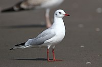 Black-headed Gull AE.JPG