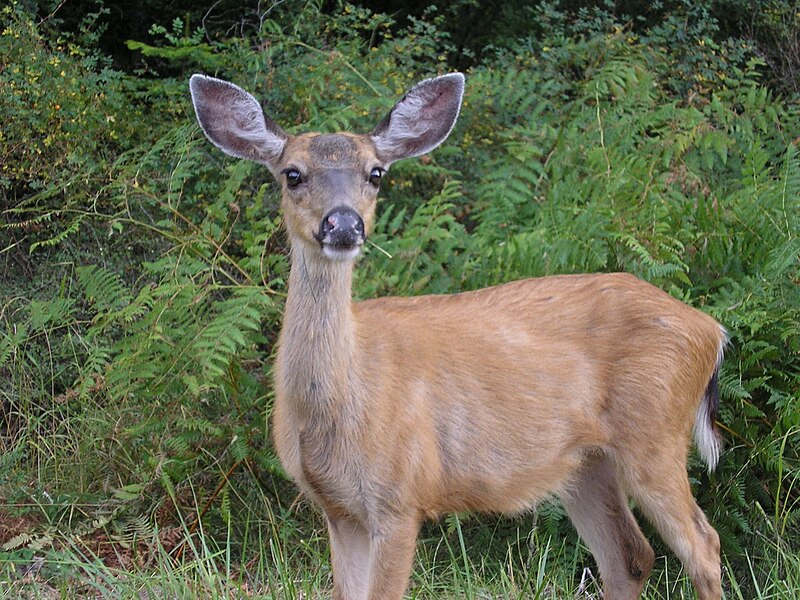 File:Black-tailed deer in Washington state.jpg