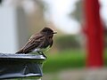 Thumbnail for File:Black phoebe, 2023-06-08.jpg