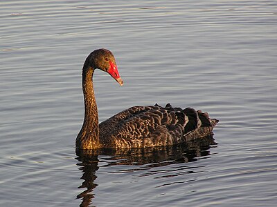 Black swan