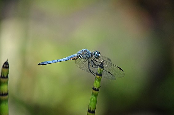 Blue Dasher Dragonfly (Pachydiplax longipennis)