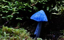 The distinctive Entoloma hochstetteri is part of Maori folklore Blue mushroom.jpg