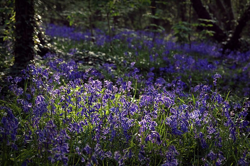 File:Bluebells and patchy sunlight.jpg