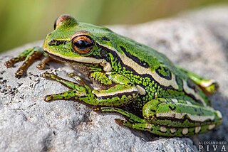 <i>Boana joaquini</i> Species of frog