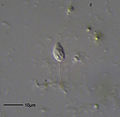 Bodo sp. (Euglenozoa: Kinetoplastida)