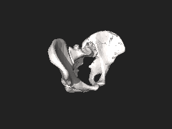 עצם האגן (מורכבת משלוש עצמות נפרדות בכל צד), יחד עם העצה (סקרום)