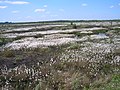 Bog cotton on Ballycon bog near Mountlucas - panoramio.jpg