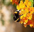 Bombus terrestris