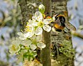 * Nomination Bombus terrestris on Prunus domestica. --PROPOLI87 15:37, 27 March 2021 (UTC) * Promotion  Support Good quality. --Túllio F 18:18, 27 March 2021 (UTC)