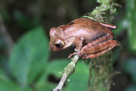 Boophis madagascariensis