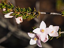 Boronia scabra flors.jpg