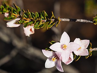 <i>Boronia scabra</i> Species of flowering plant