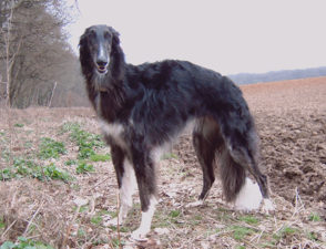 borzoi ☆ (@houndspo) / X