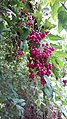 Bosea yervamora berries.JPG