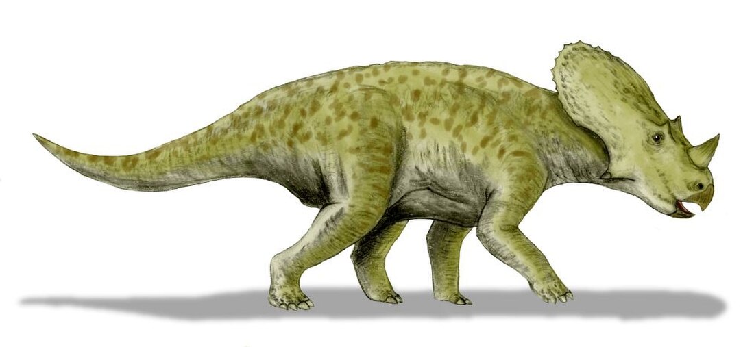 Brachyceratops montanensis