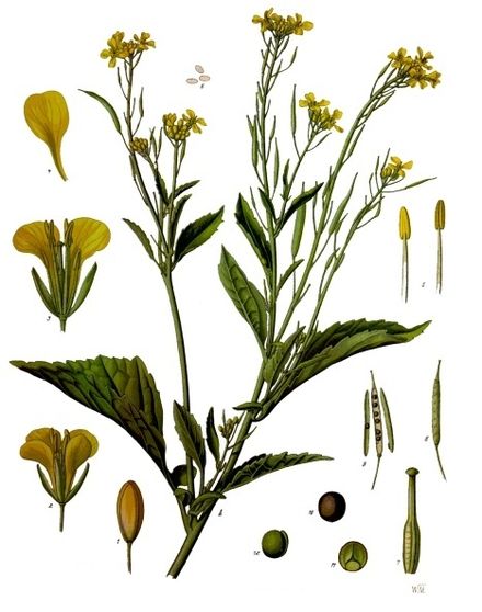 Brassica juncea - Köhler–s Medizinal-Pflanzen-168.jpg