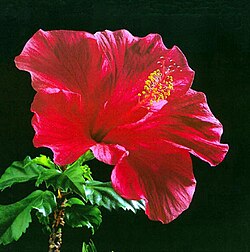 Una flor d'hibiscus.