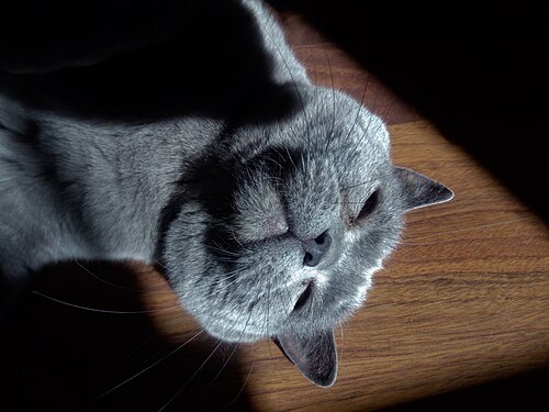 British blue male cat, Prague, Czech Republic