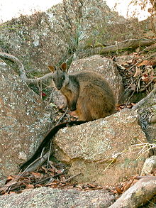 Brush-tailed rock wallaby (Petrogale penicillata)