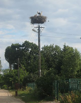 Jak dojechać komunikacją do Bużka - O miejscu docelowym