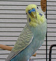 Budgie 001.jpg