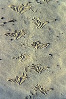 Ślad ropuchy na piasku