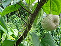 Tuberi aerei di Dioscorea bulbifera.